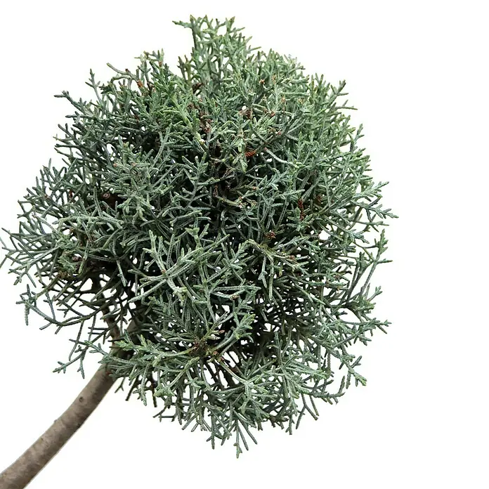 Piardino Blaue Säulenzypresse - Cupressus arizonica Fastigiata Glauca, Topfgröße: 33 cm - Detailaufnahme