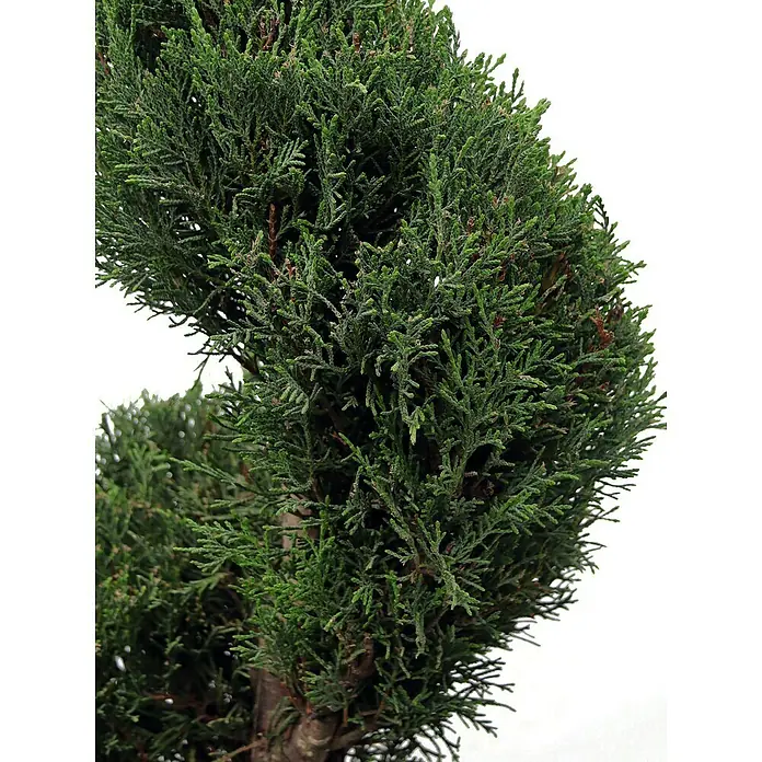 Piardino Leyland-Zypresse Spirale - Cupressocyparys leylandi Spyrale, 18 l - Detailaufnahme