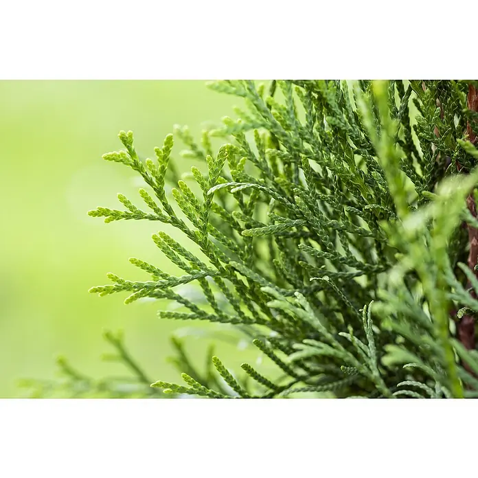 Piardino Lebensbaum Spirale - Thuja occidentalis Smaragd Spirale, Topfgröße: 33 cm, Aktuelle Wuchshöhe: 100 cm - Detailaufnahme