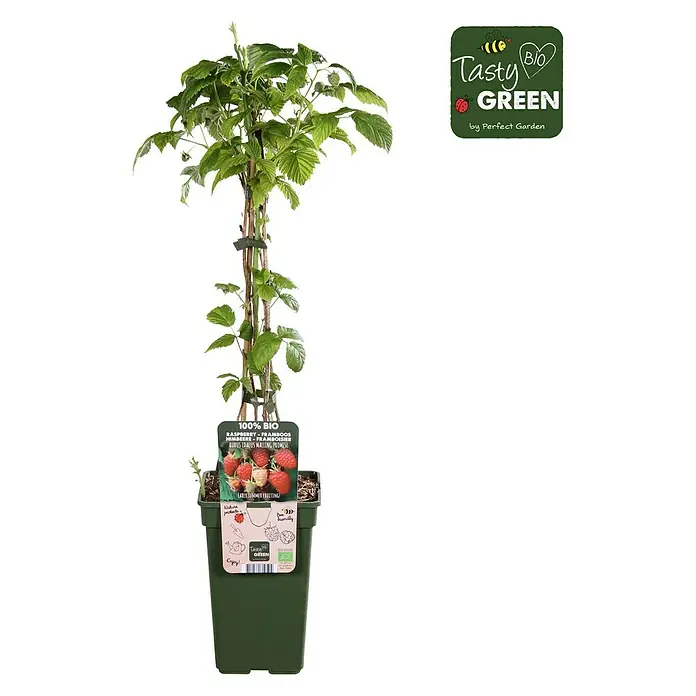 Piardino Bio Himbeere - Rubus idaeus 'Malling Promise', Topfgröße: 19 cm, Erntezeit: Juni - September - Vorderansicht