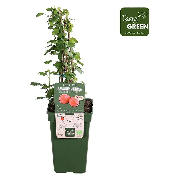 Piardino Stachelbeere - Ribes uva-crispa 'Easycrisp® Lady Late', Topfgröße: 19 cm, Erntezeit: Juli - August - Vorderansicht