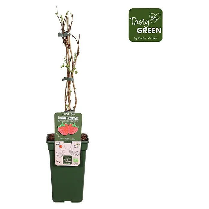 Piardino Bio Himbeere - Rubus idaeus 'Malling Promise', Topfgröße: 19 cm, Erntezeit: Juni - September - Vorderansicht
