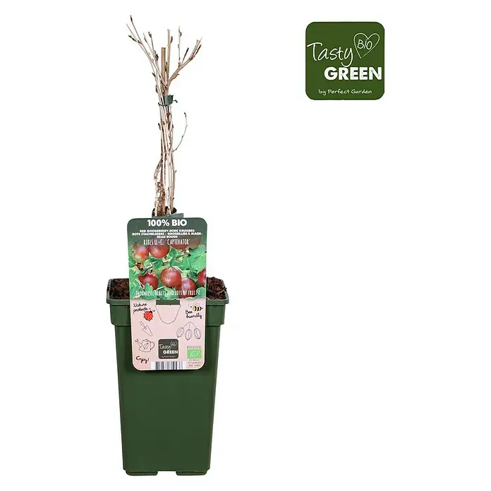 Piardino Stachelbeere - Ribes uva-crispa 'Captivator', Topfgröße: 19 cm, Erntezeit: Juli - August - Vorderansicht