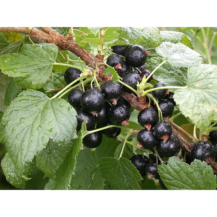 Piardino Schwarze Johannisbeere - Ribes nigrum 'Titania', Topfgröße: 19 cm, Erntezeit: Juli - September - Detailaufnahme