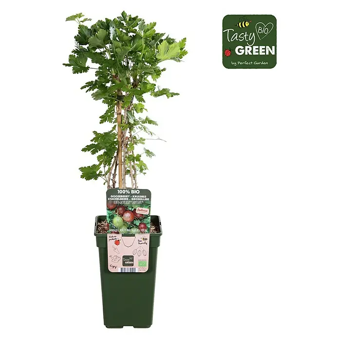 Piardino Stachelbeere - Ribes uva-crispa 'Easycrisp® Lady Late', Topfgröße: 19 cm, Erntezeit: Juli - August - Vorderansicht
