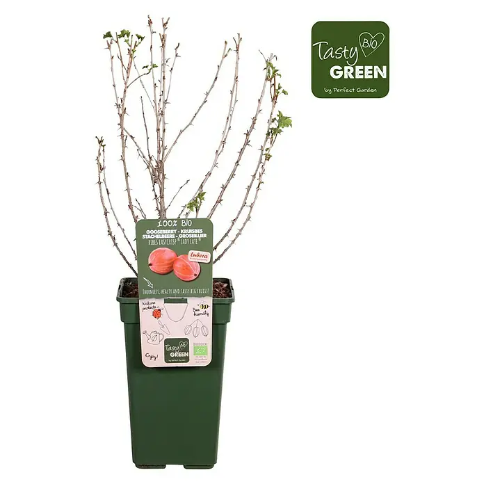Piardino Stachelbeere - Ribes uva-crispa 'Easycrisp® Lady Late', Topfgröße: 19 cm, Erntezeit: Juli - August - Vorderansicht