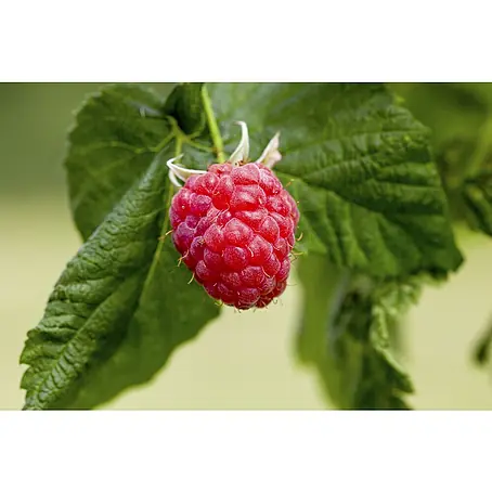 Piardino Bio Himbeere