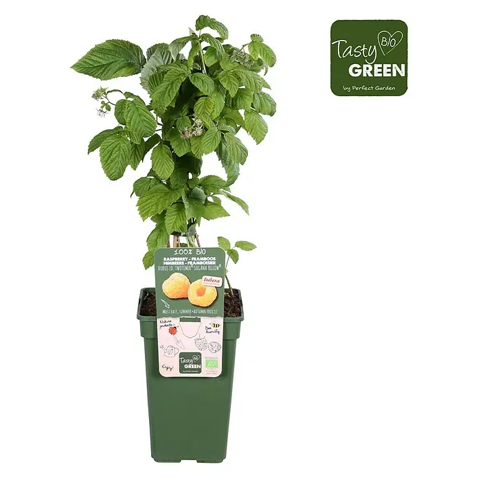 Piardino Bio Himbeere - Rubus idaeus 'Twotimer Sugana Yellow', Topfgröße: 19 cm, Erntezeit: Juni - Oktober - Vorderansicht