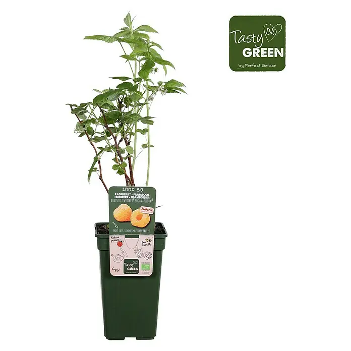 Piardino Bio Himbeere - Rubus idaeus 'Twotimer Sugana Yellow', Topfgröße: 19 cm, Erntezeit: Juni - Oktober - Vorderansicht