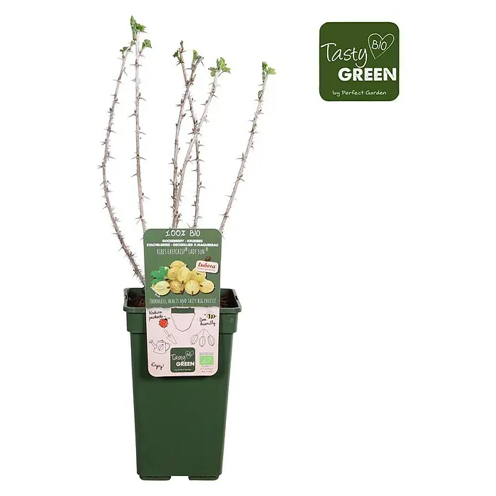 Piardino Stachelbeere - Ribes uva-crispa 'Easycrisp® Lady Sun', Topfgröße: 19 cm, Erntezeit: Juli - August - Vorderansicht