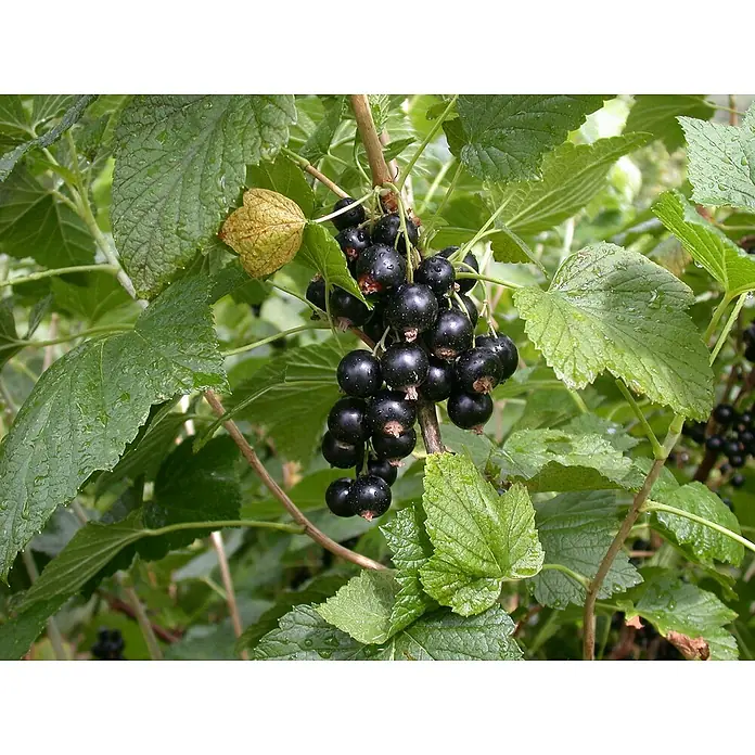 Piardino Schwarze Johannisbeere - Ribes nigrum 'Titania', Topfgröße: 19 cm, Erntezeit: Juli - September - Stimmungsaufnahme