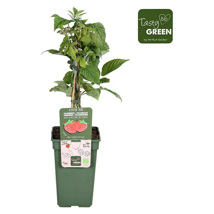 Piardino Bio Himbeere - Rubus idaeus 'Malling Promise', Topfgröße: 19 cm, Erntezeit: Juni - September - Vorderansicht