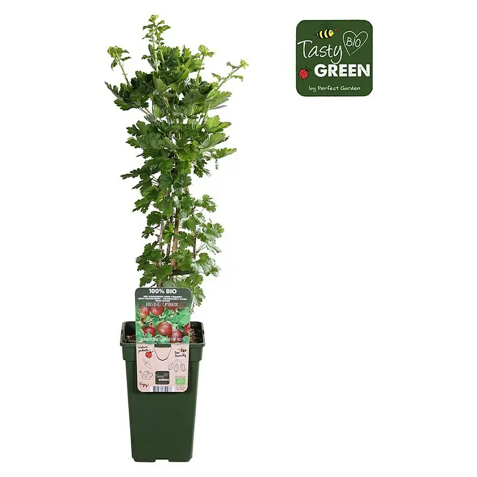 Piardino Stachelbeere - Ribes uva-crispa 'Captivator', Topfgröße: 19 cm, Erntezeit: Juli - August - Vorderansicht
