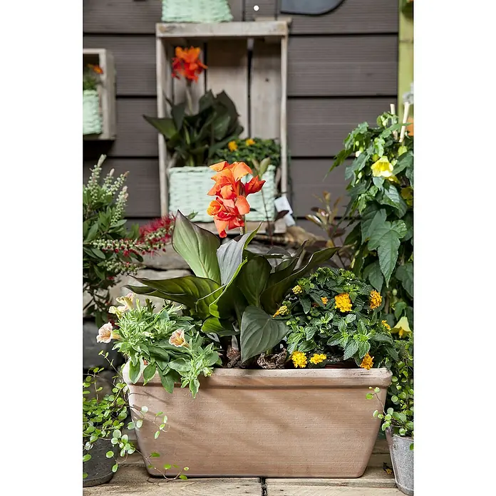 Piardino Indisches Blumenrohr - Canna indica 'Tropical', Topfgröße: 17 cm, Rotorange/Gelb/Weiß - Stimmungsaufnahme