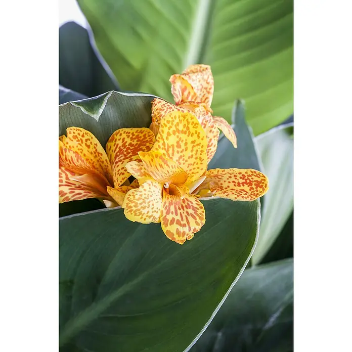 Piardino Indisches Blumenrohr - Canna indica 'Tropical', Topfgröße: 17 cm, Rotorange/Gelb/Weiß - Stimmungsaufnahme