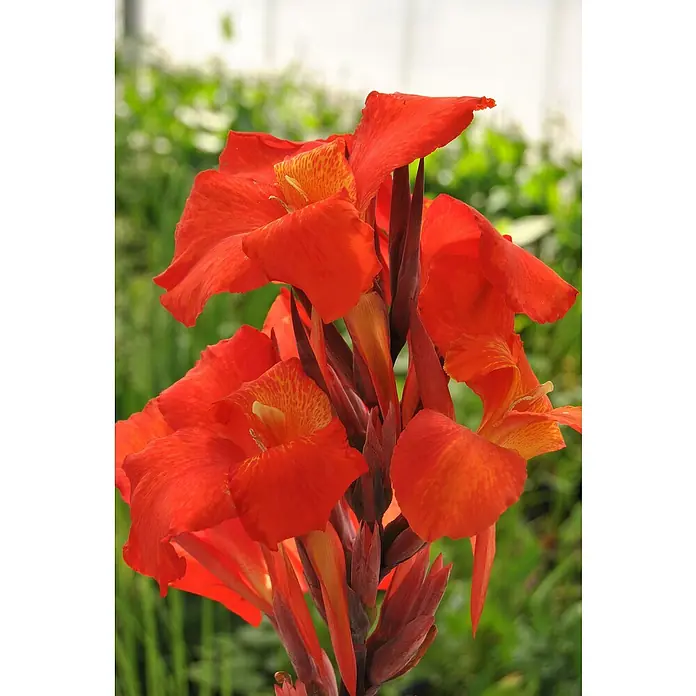Piardino Indisches Blumenrohr - Canna indica 'Tropical', Topfgröße: 17 cm, Rotorange/Gelb/Weiß - Stimmungsaufnahme