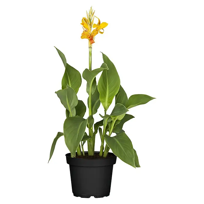 Piardino Indisches Blumenrohr - Canna indica 'Tropical', Topfgröße: 17 cm, Rotorange/Gelb/Weiß - Vorderansicht