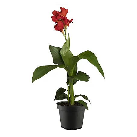 Piardino  Indisches Blumenrohr