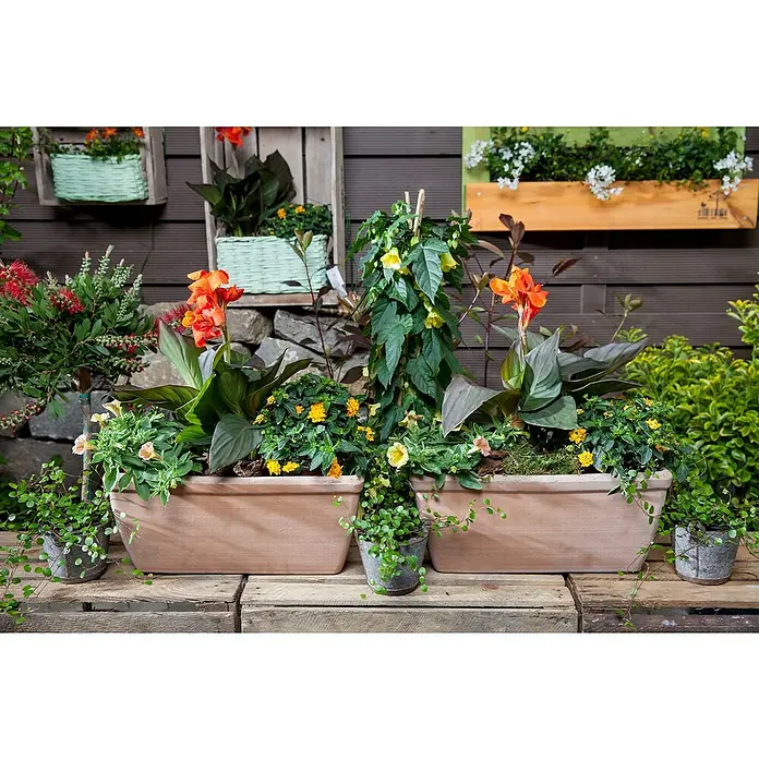 Piardino Indisches Blumenrohr - Canna indica 'Tropical', Topfgröße: 17 cm, Rotorange/Gelb/Weiß - Stimmungsaufnahme