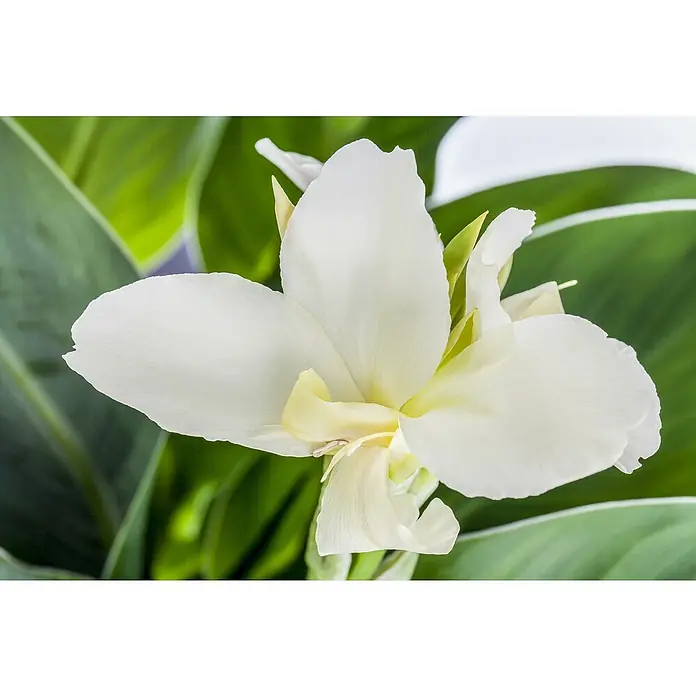 Piardino Indisches Blumenrohr - Canna indica 'Tropical', Topfgröße: 17 cm, Rotorange/Gelb/Weiß - Stimmungsaufnahme