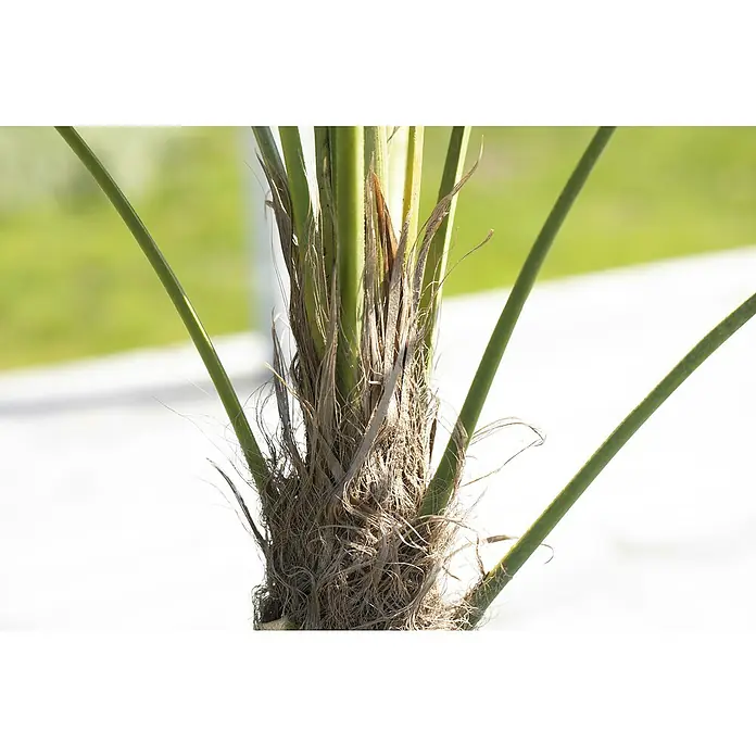 Piardino Hanfpalme - Trachycarpus fortunei, Aktuelle Wuchshöhe: 220 cm, Topfgröße: 40 cm - Detailaufnahme