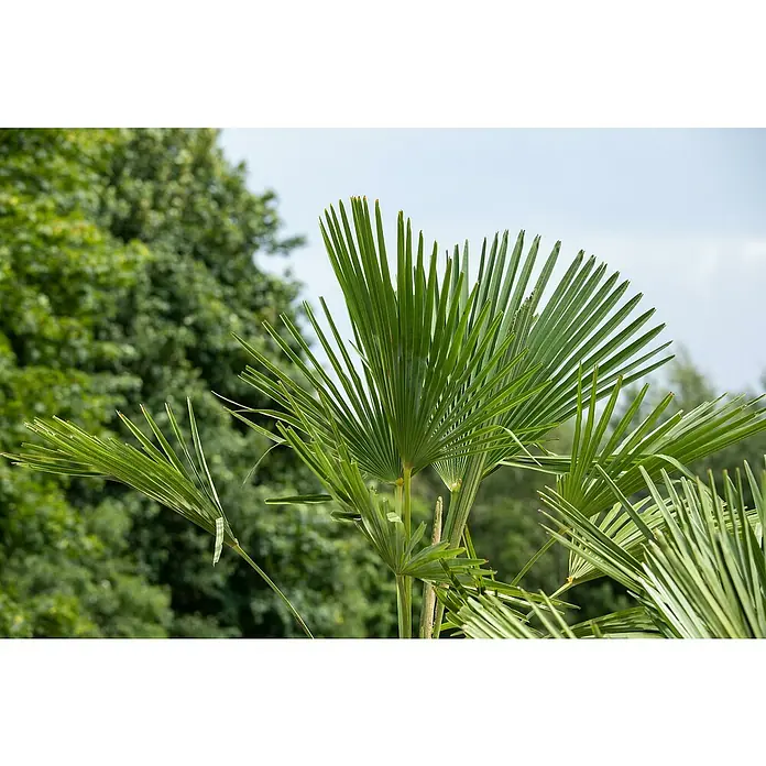 Piardino Hanfpalme - Trachycarpus fortunei, Aktuelle Wuchshöhe: 220 cm, Topfgröße: 40 cm - Stimmungsaufnahme