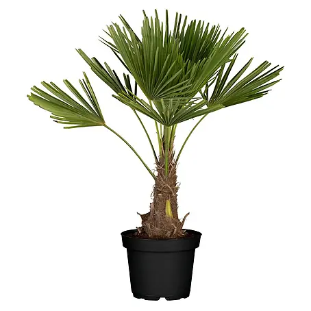 Piardino  Hanfpalme