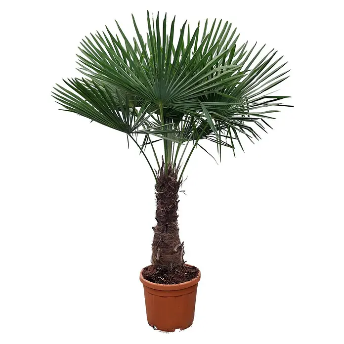 Piardino Hanfpalme - Trachycarpus fortunei, Aktuelle Wuchshöhe: 220 cm, Topfgröße: 40 cm - Vorderansicht
