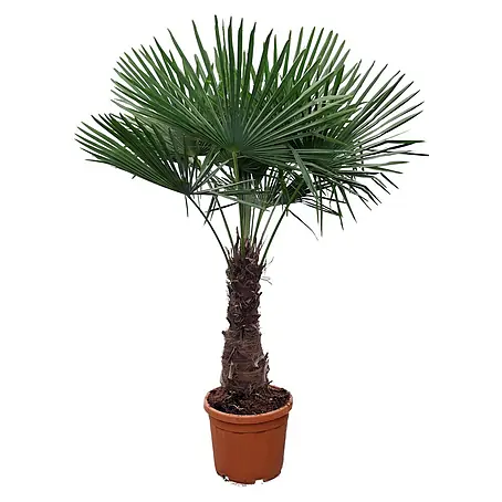 Piardino  Hanfpalme