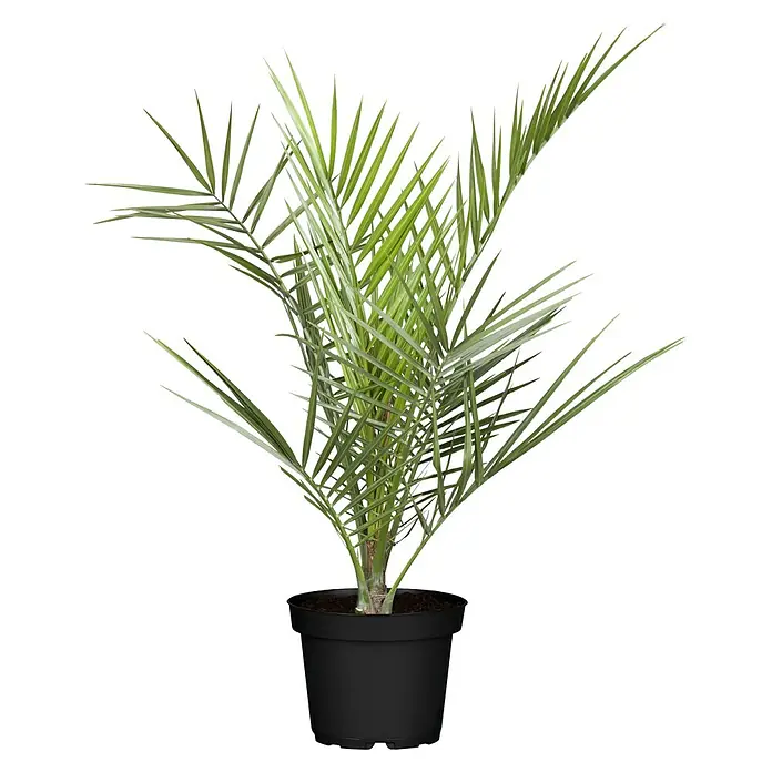 Piardino Dattelpalme XXXL - Phoenix canariensis, Topfgröße: 35 cm - Vorderansicht