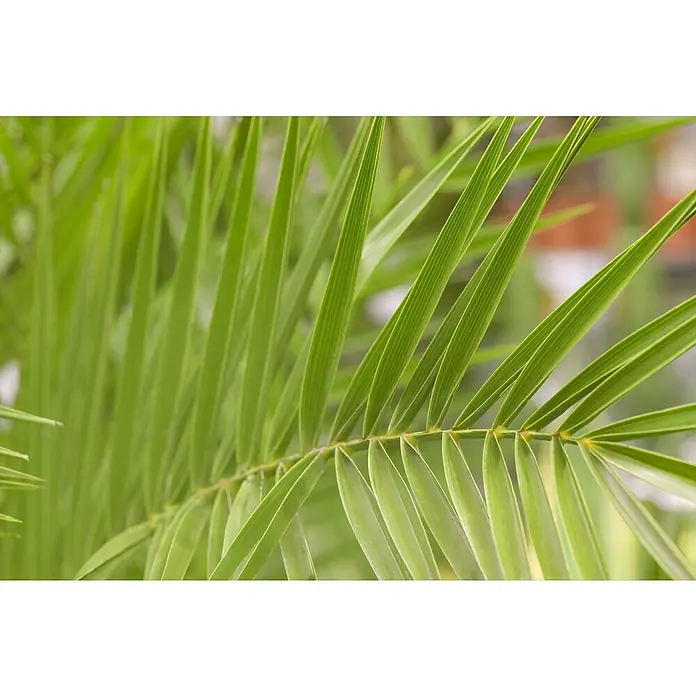 Piardino Dattelpalme XXXL - Phoenix canariensis, Topfgröße: 35 cm - Detailaufnahme