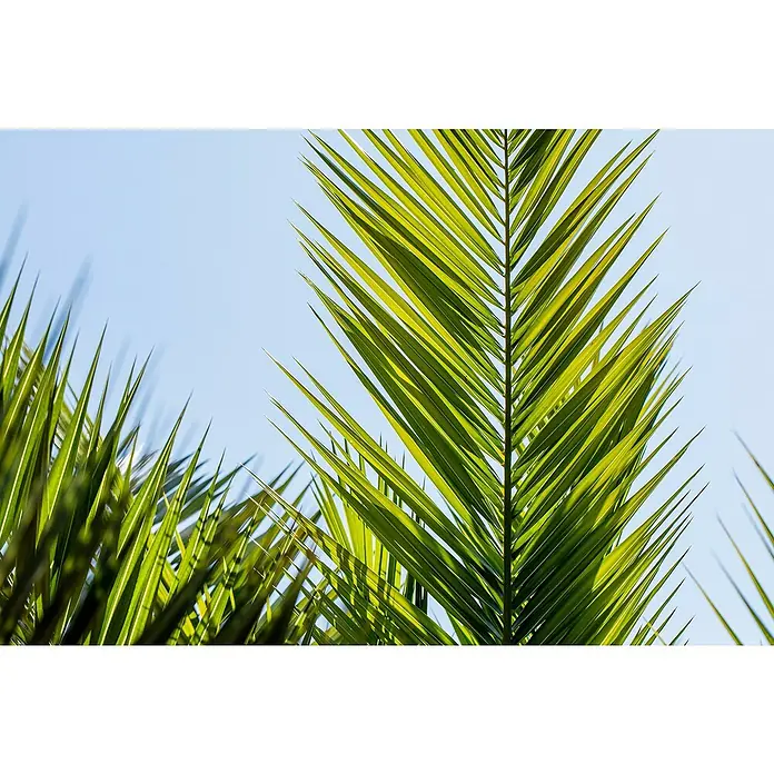 Piardino Dattelpalme XXXL - Phoenix canariensis, Topfgröße: 35 cm - Detailaufnahme