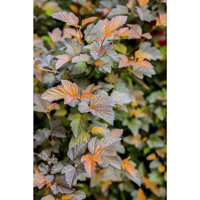 Piardino Blasenspiere Fasanenspiere 'Summer Wine'® - Physocarpus opulifolius 'Summer Wine'® - Detailaufnahme