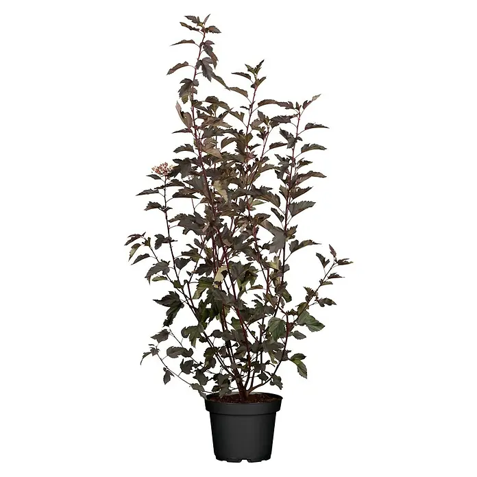 Piardino Blasenspiere Fasanenspiere 'Summer Wine'® - Physocarpus opulifolius 'Summer Wine'® - Vorderansicht