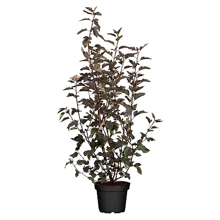 Piardino  Blasenspiere Fasanenspiere 'Summer Wine'®