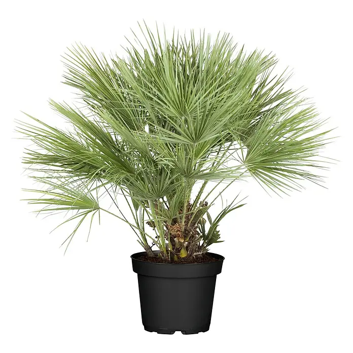 Piardino Zwergpalme - Chamaerops humilis, Topfgröße: 22 cm - Vorderansicht