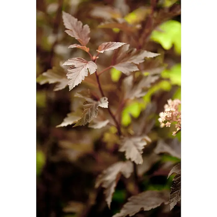 Piardino Blasenspiere Fasanenspiere 'Summer Wine'® - Physocarpus opulifolius 'Summer Wine'® - Detailaufnahme