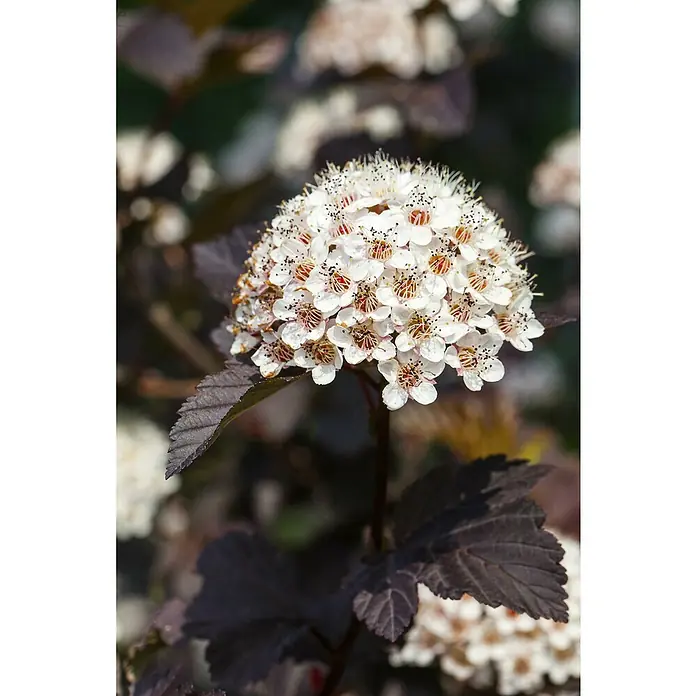 Piardino Blasenspiere Fasanenspiere 'Summer Wine'® - Physocarpus opulifolius 'Summer Wine'® - Detailaufnahme
