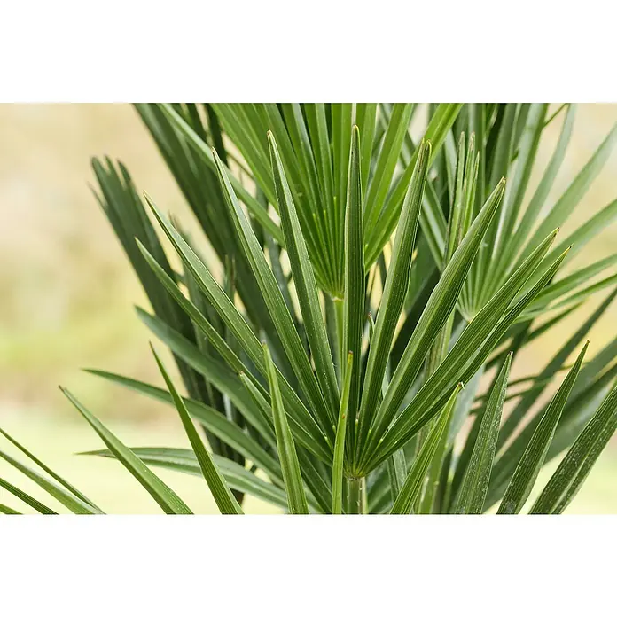 Piardino Zwergpalme - Chamaerops humilis, Topfgröße: 22 cm - Detailaufnahme