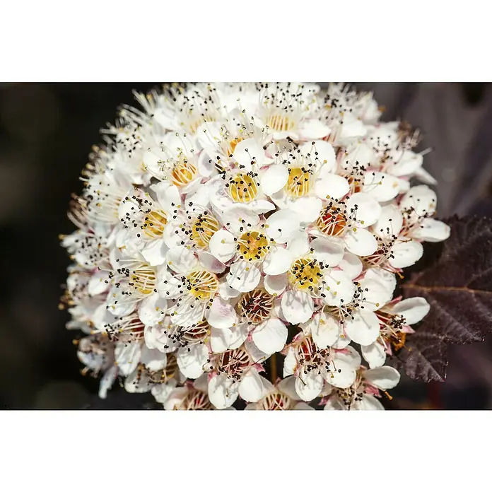 Piardino Blasenspiere Fasanenspiere 'Summer Wine'® - Physocarpus opulifolius 'Summer Wine'® - Detailaufnahme