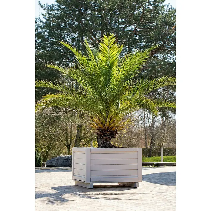 Piardino Dattelpalme XXXL - Phoenix canariensis, Topfgröße: 35 cm - Stimmungsaufnahme