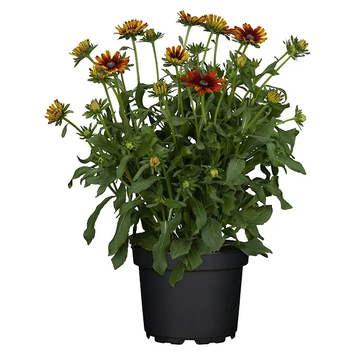 Piardino Sonnenhut - Rudbeckia hirta 'Sunbeckia', Gelb, Gelb/Rot oder Rot, Topfgröße: 21 cm - Vorderansicht