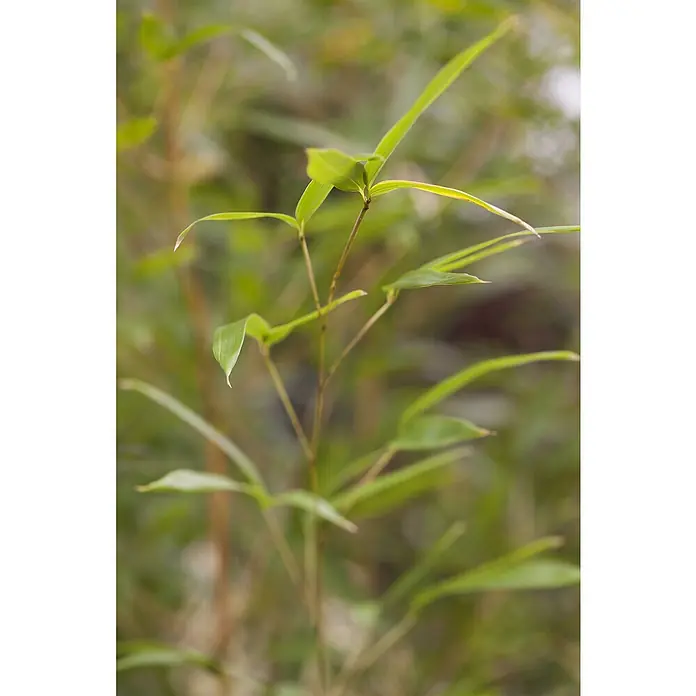 Piardino Goldrohrbambus - Phyllostachys aurea, Topfgröße: 20 cm - Detailaufnahme