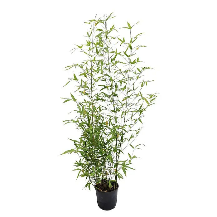 Piardino Goldrohrbambus - Phyllostachys aurea, Topfgröße: 20 cm - Vorderansicht