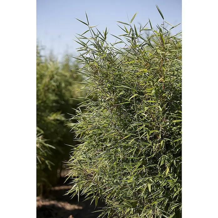 Piardino Goldrohrbambus - Phyllostachys aurea, Topfgröße: 20 cm - Detailaufnahme