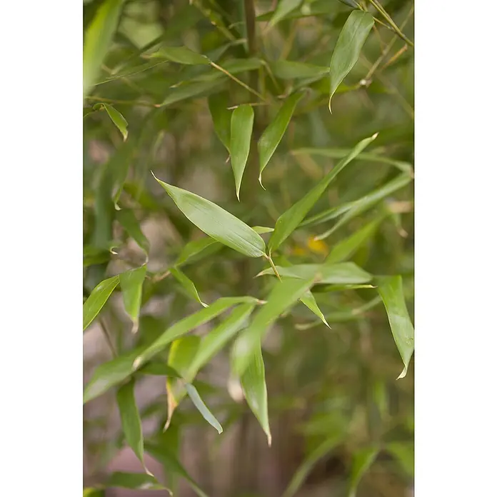 Piardino Riesenbambus - Phyllostachys bissettii, Topfgröße: 20 cm - Detailaufnahme