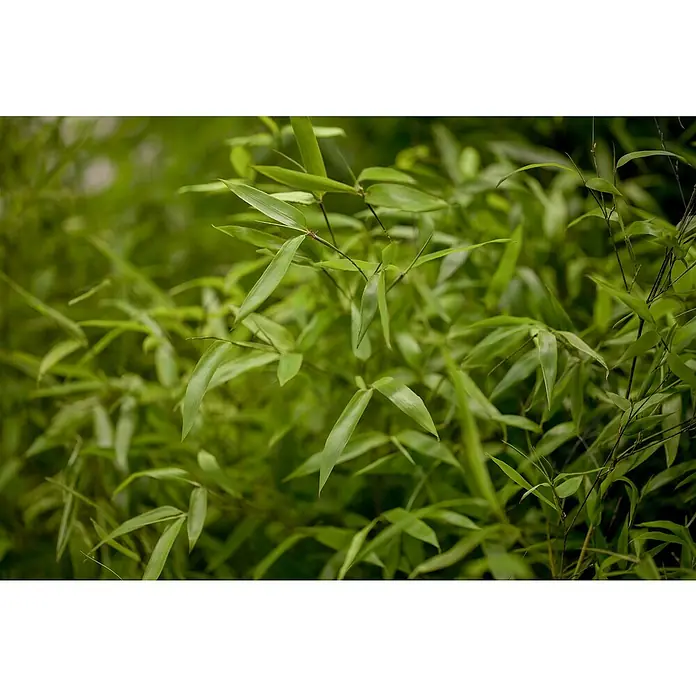 Piardino Goldrohrbambus - Phyllostachys aurea, Topfgröße: 20 cm - Detailaufnahme