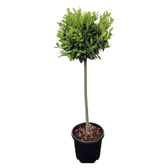Piardino Lorbeer - Laurus nobilis, Topfvolumen: 18 l - Vorderansicht