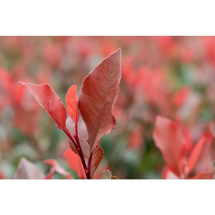 Piardino Glanzmispel Halbstamm - Photinia fraseri 'Red Robin' - Detailaufnahme