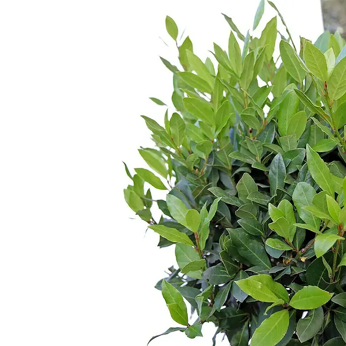 Piardino Lorbeer - Laurus nobilis, Topfvolumen: 18 l - Detailaufnahme